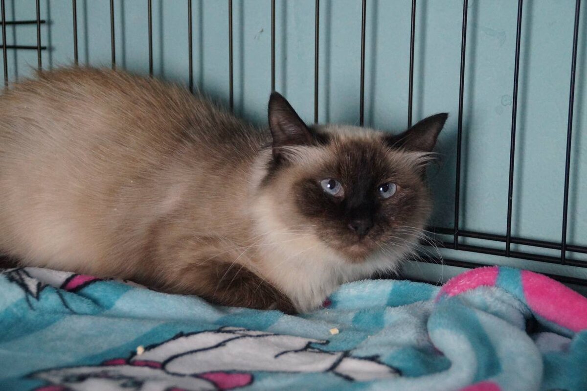 И даже любезно легла на плед))