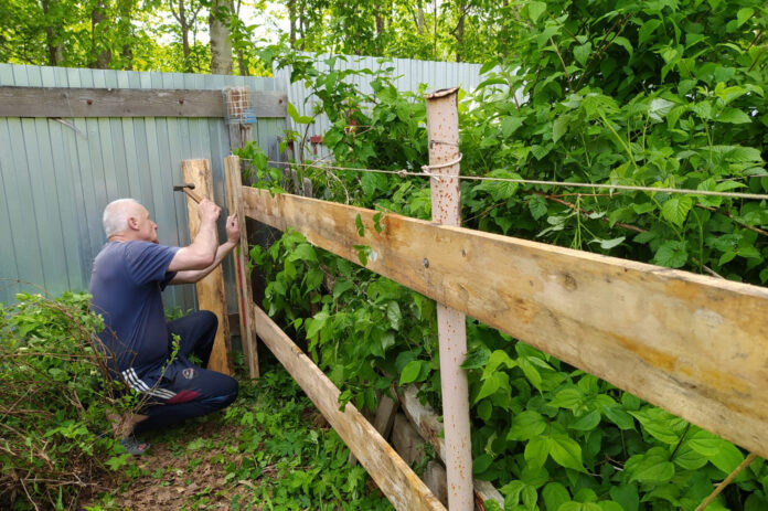Ягода собрана, теперь можно обновить забор. Фото Вячеслава ИЧИНА.