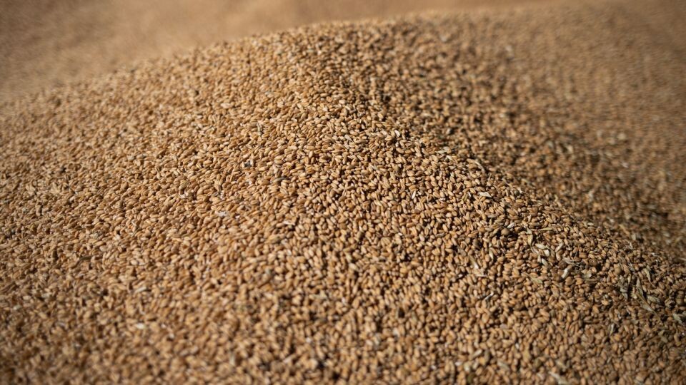    Зерно. Источник: Анна Меньшикова