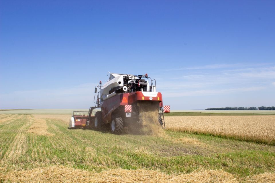    Сбор урожая. Пшеница. . Источник: Евгения Родочинская