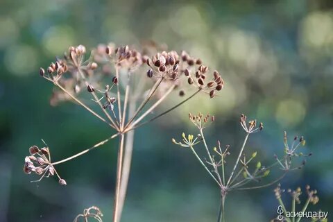 Поспел. Буду собирать на осенний посев.