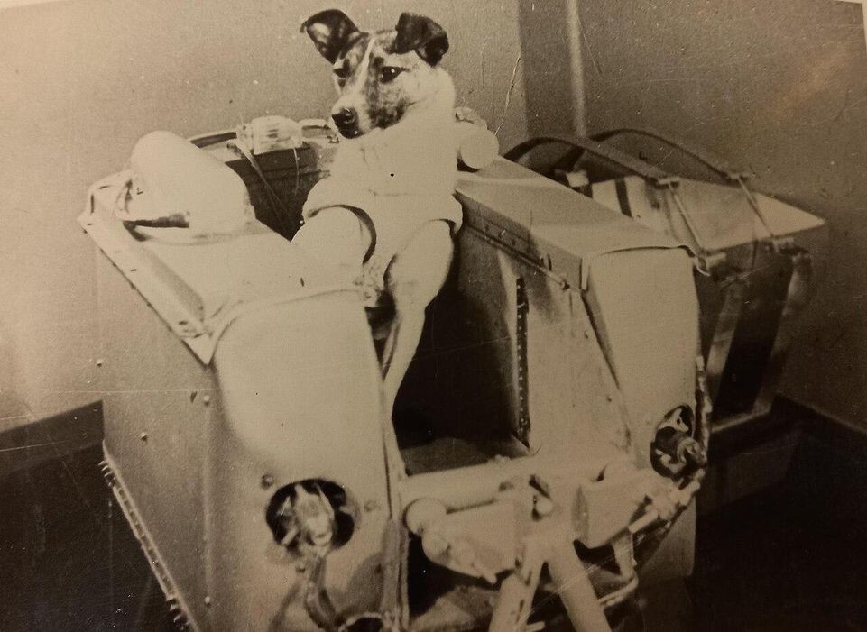   Собака Лайка в кабине космической ракеты. Москва. 1960-е гг./Общественное достояние / Википедия