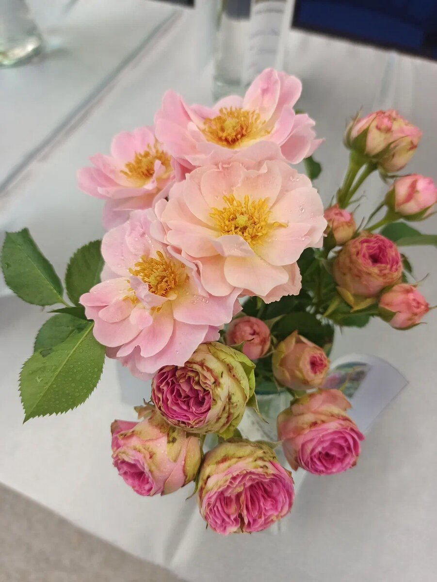 Розы Олеся и Мими Эден