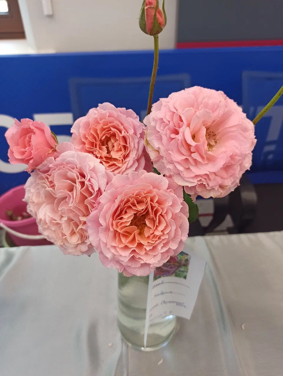 Лоран Каброль