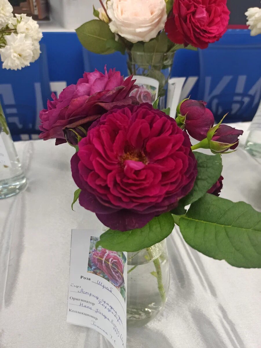 Розы, представленные на выставку Ганиной Т.С.