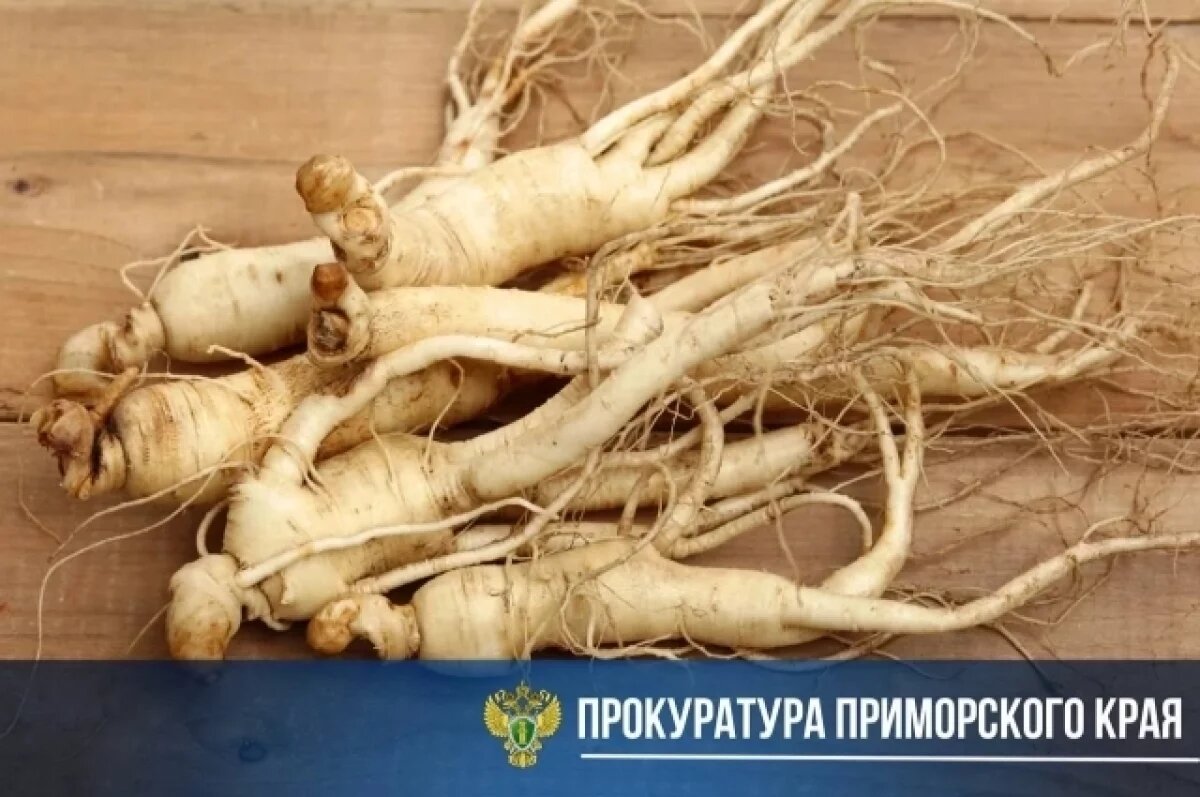    В суд в Приморье направлено дело о незаконной добыче и продаже женьшеня