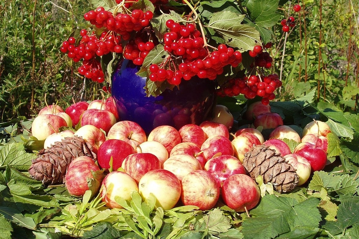    Фото: Бэла Зиф, источник: commons.wikimedia.org