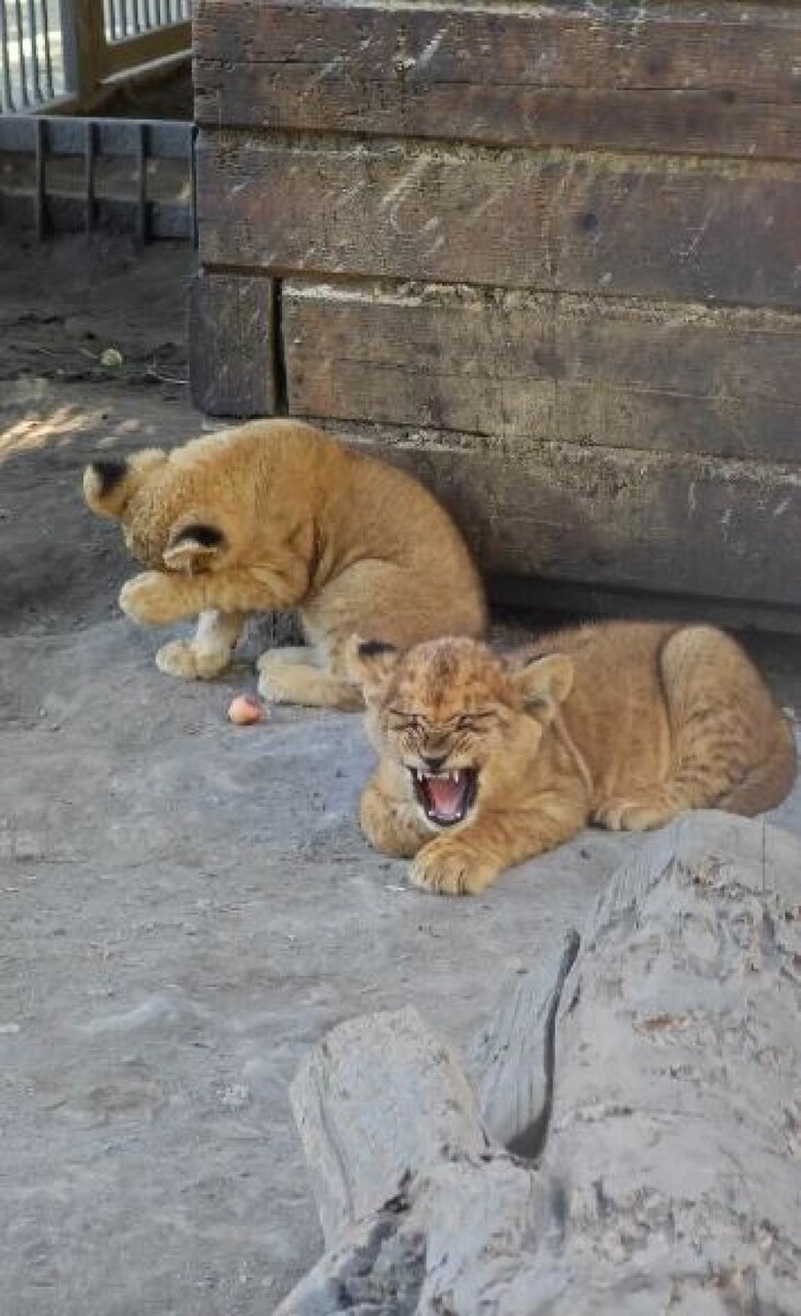    Утро в семействе львов. Источник: Барнаульский зоопарк
