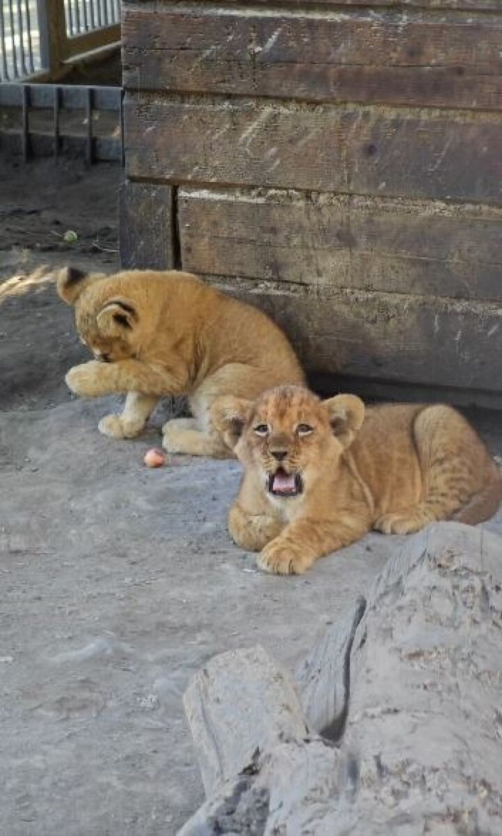    Утро в семействе львов. Источник: Барнаульский зоопарк