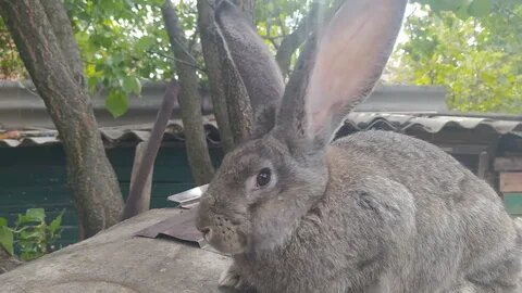 Кролики. Фландр. Гига.