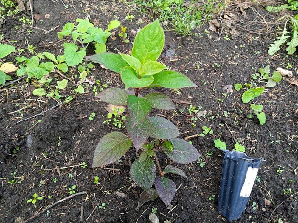 Самарская Лидия