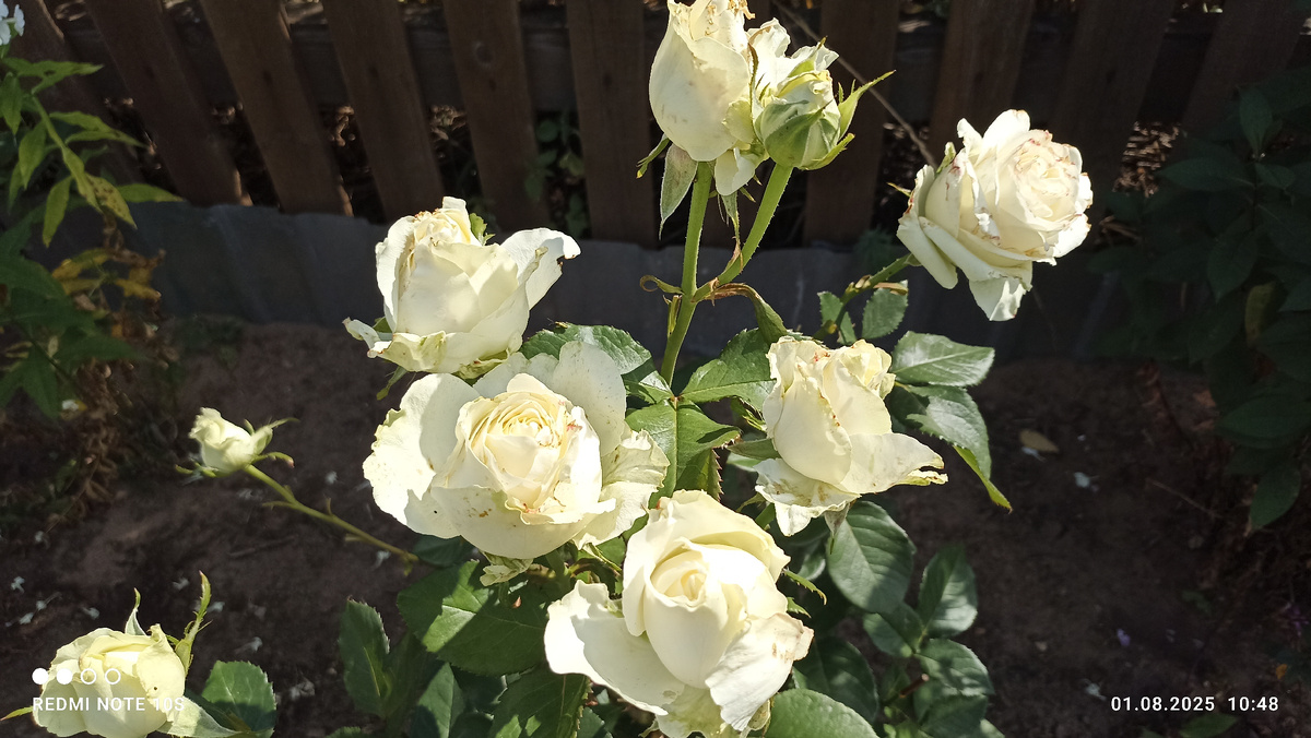 Мои белые розы. Фото автора.