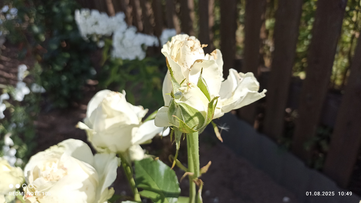 Распускается бутон белой розы. Фото автора.