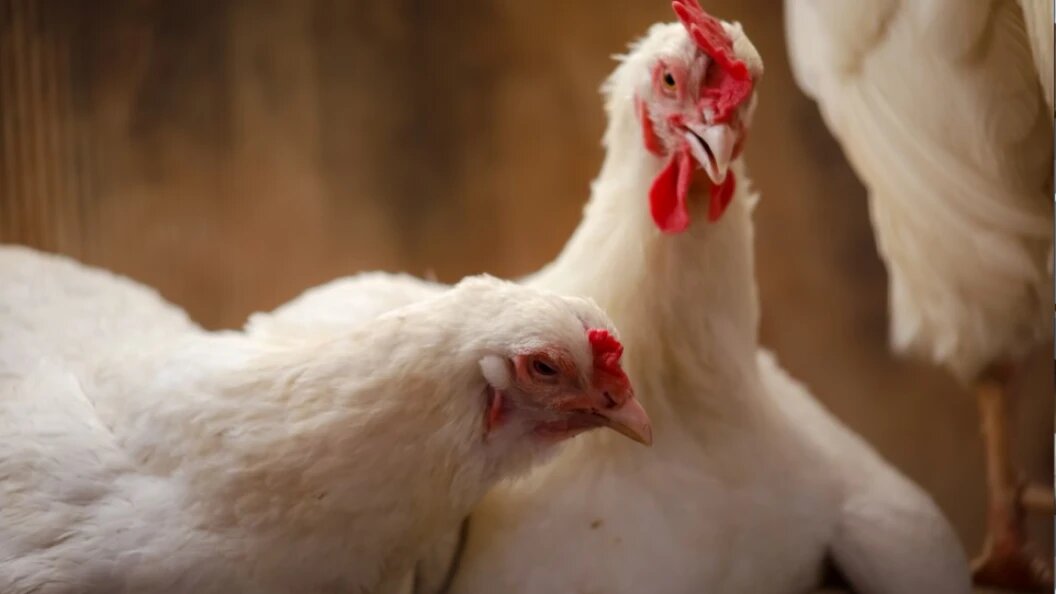    Elena Mayorova/Globallookpress