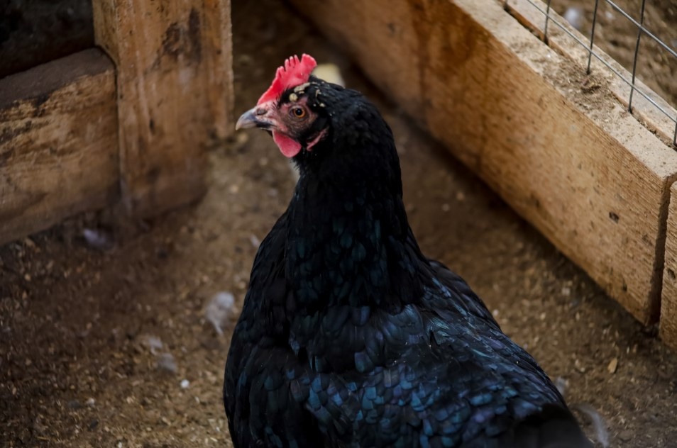    Фото: Elena Mayorova/Globallookpress