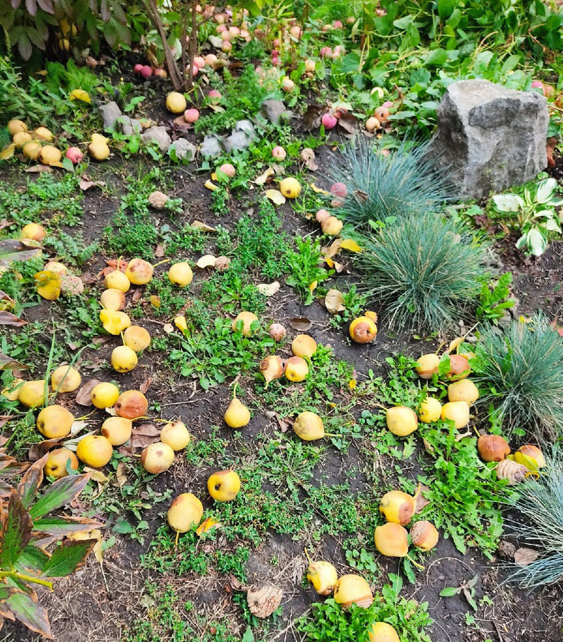 падалица груш