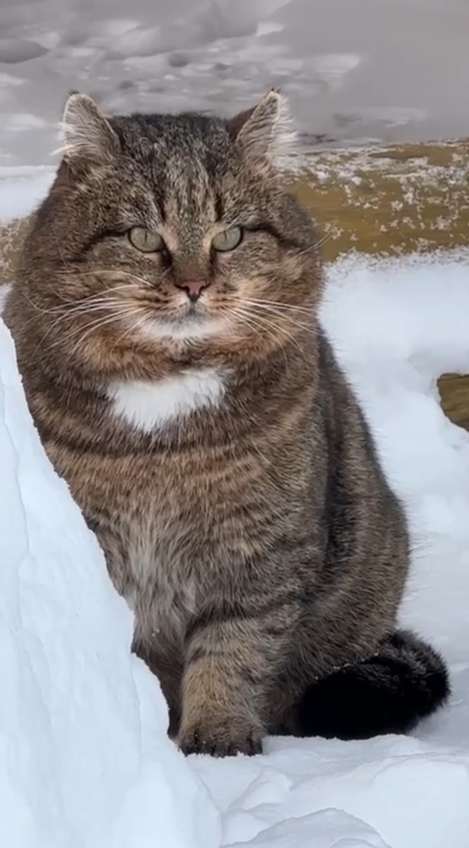 Лесной кот Барсик