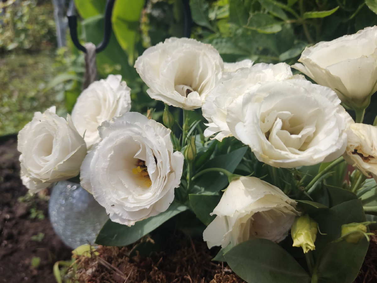 Мой фаворит - эустома Rosie F1 White