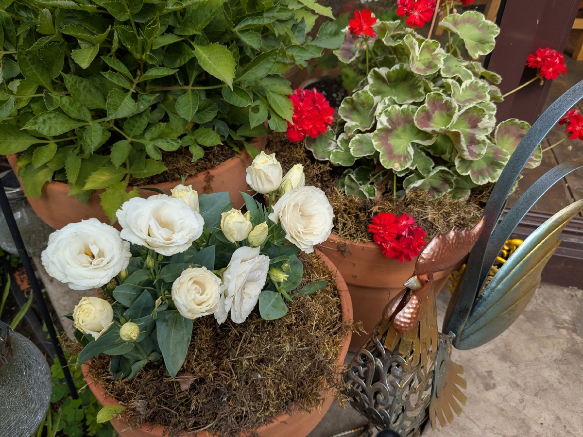 Одного растения на горшок мало, а два-три - в самый раз