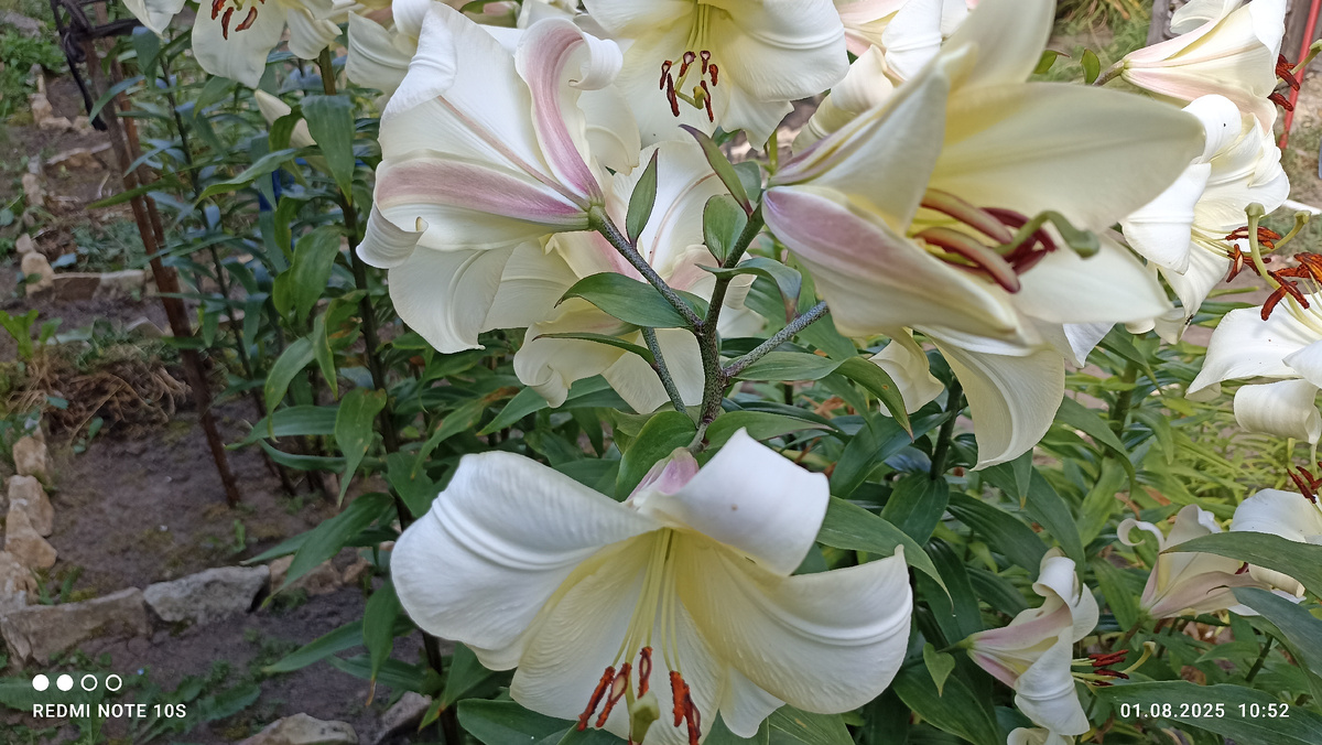 Смотрю на свои лилии и на душе легче. Фото автора.