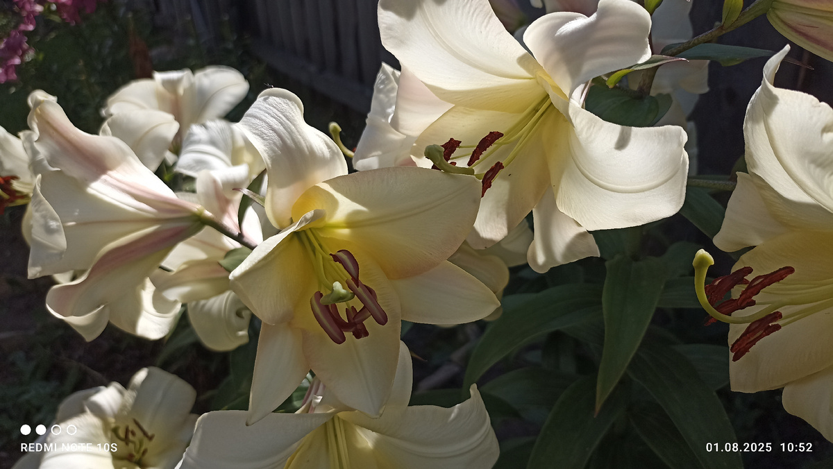 Лилии прекрасны. Фото автора.