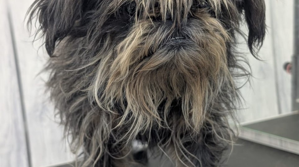 Чудесное преображение 🐶