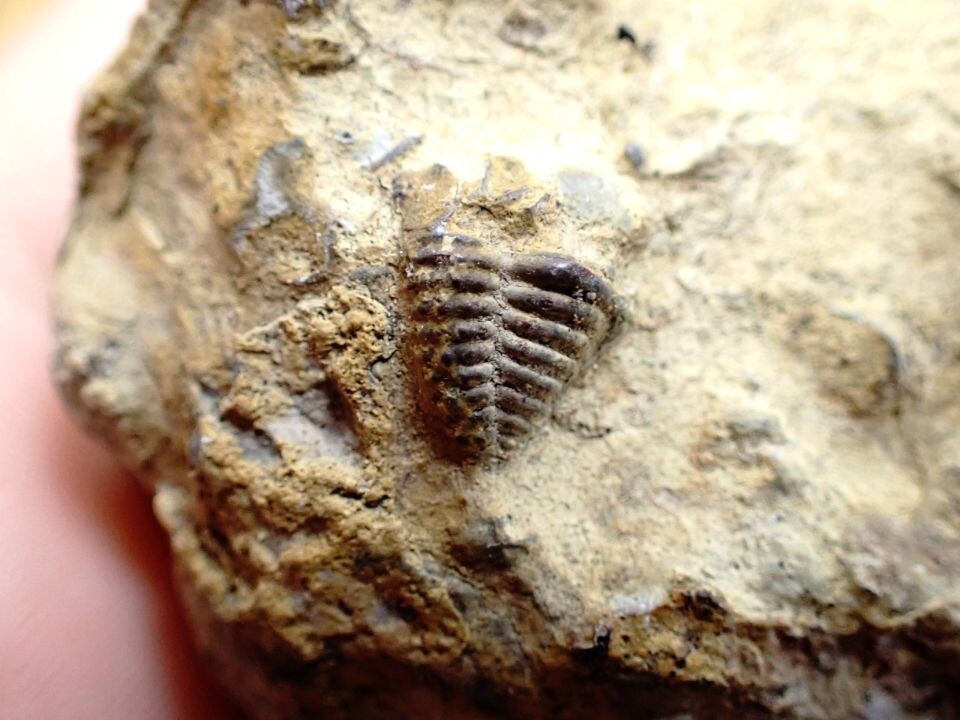    Исследование местонахождений ископаемой фауны силурийского периода. Источник: Государственный заповедник "Тигирекский"