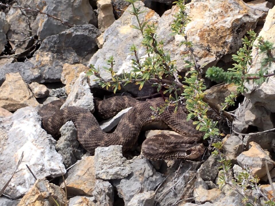    Исследование местонахождений ископаемой фауны силурийского периода. Источник: Государственный заповедник "Тигирекский"