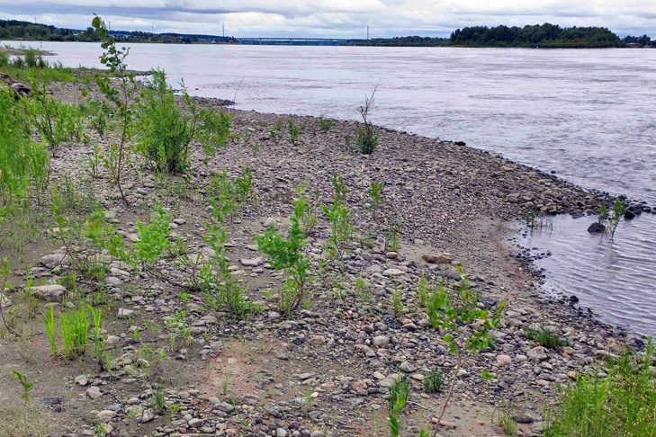    Одно из естественных нерестилищ муксуна. Фото Новосибирского филиала НИИ рыбного хозяйства