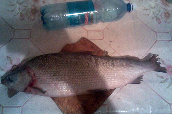 © Фото с сайта Fishingsib.ru.📷
