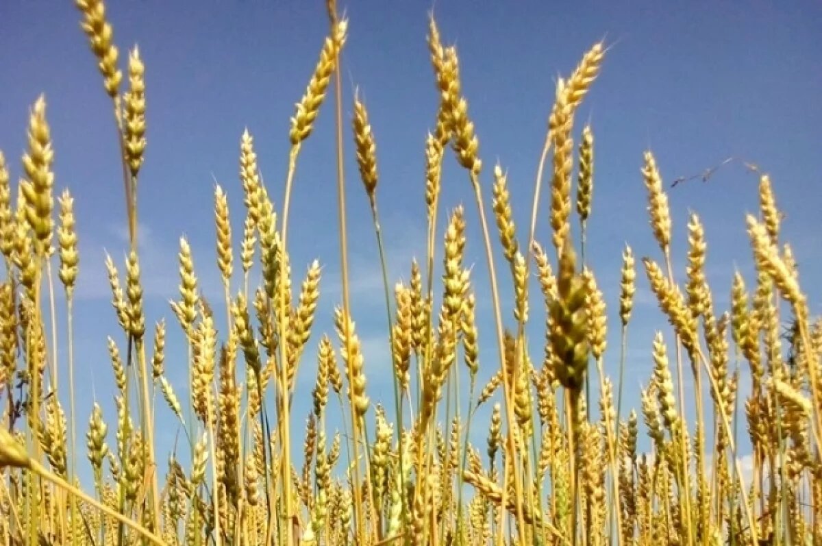    В Челябинской области завершается уборка озимых и начинается сбор яровых
