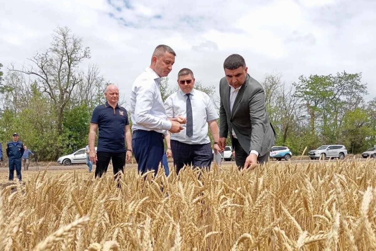    На Дону введут мораторий на банкротство для сельхозпроизводителей