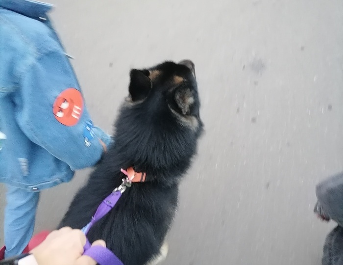 Помогите найти старых или новых хозяев!