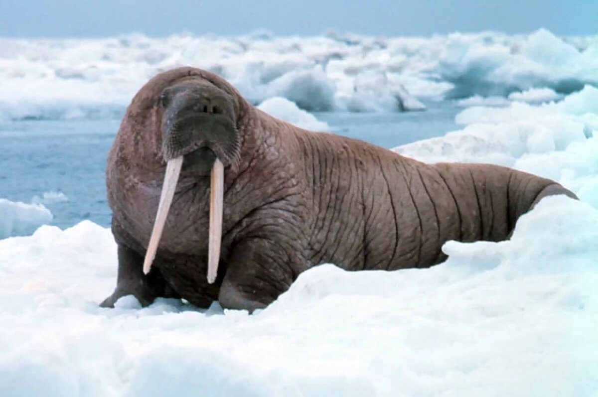    В Арктике лодку с российскими документалистами атаковала моржиха