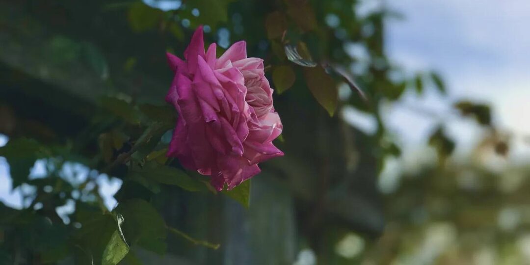 5 ошибок садоводов, из-за которых розы болеют и плохо цветут