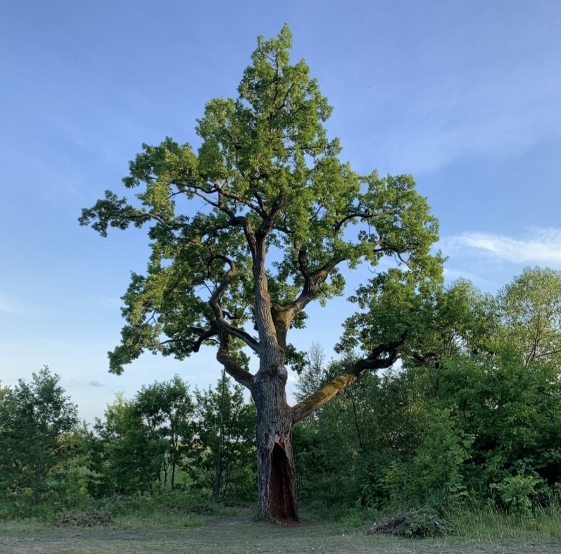 Старый дуб.