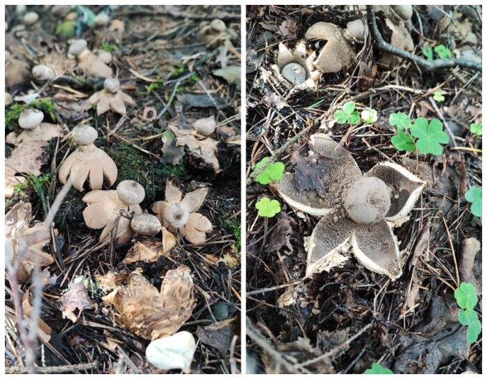     Фото: «Уральский яжегрибник» / Vk.com