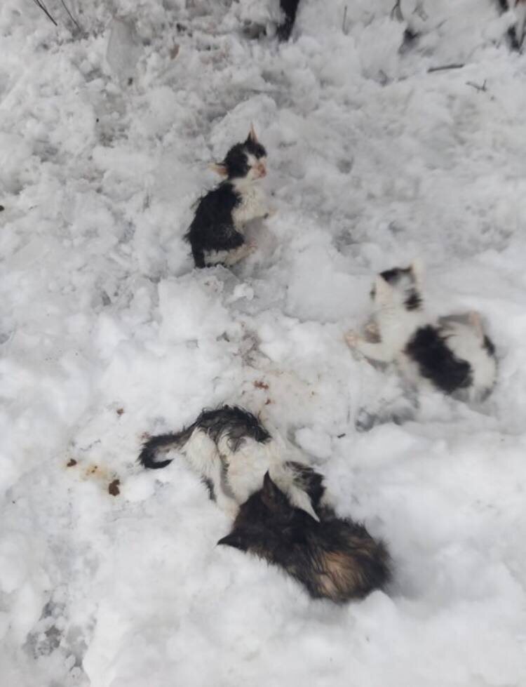 Маленьких котят выбросили на смерть