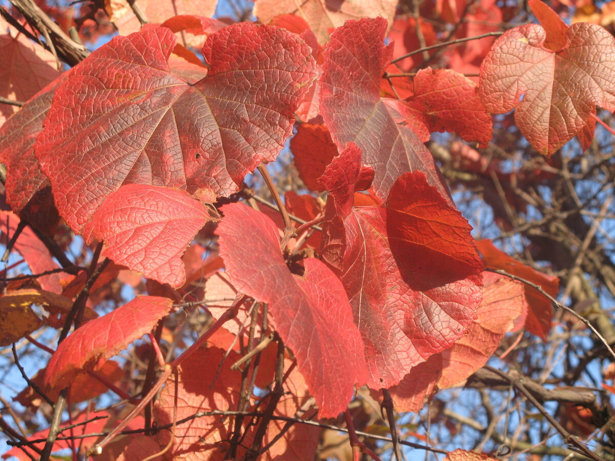    Виноград амурский