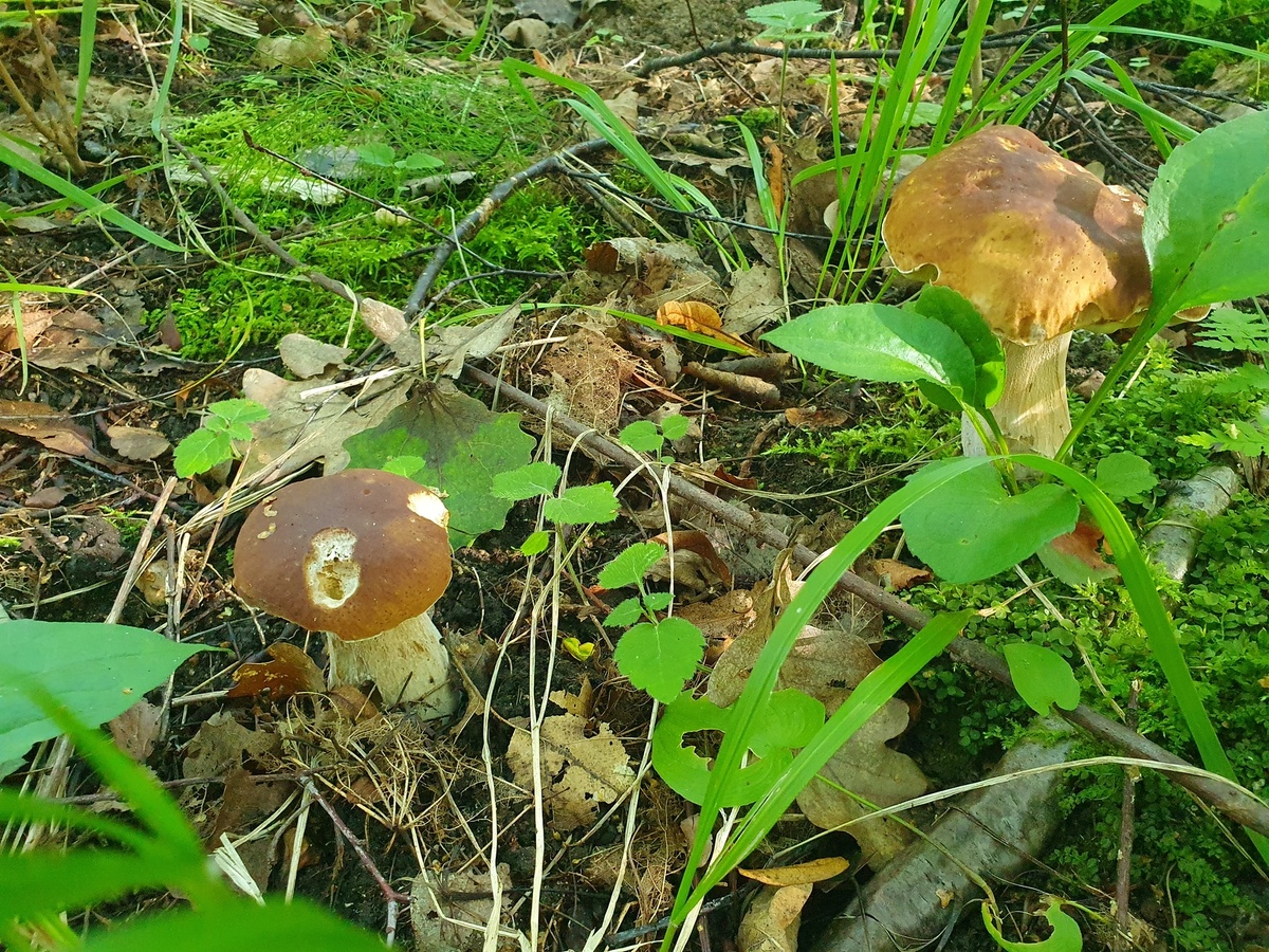 Белый гриб (Boletus edulis)