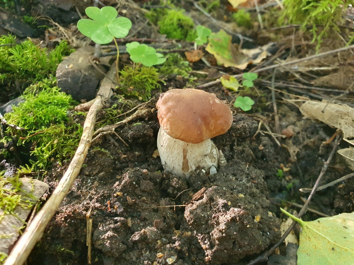 Белый гриб (Boletus edulis)