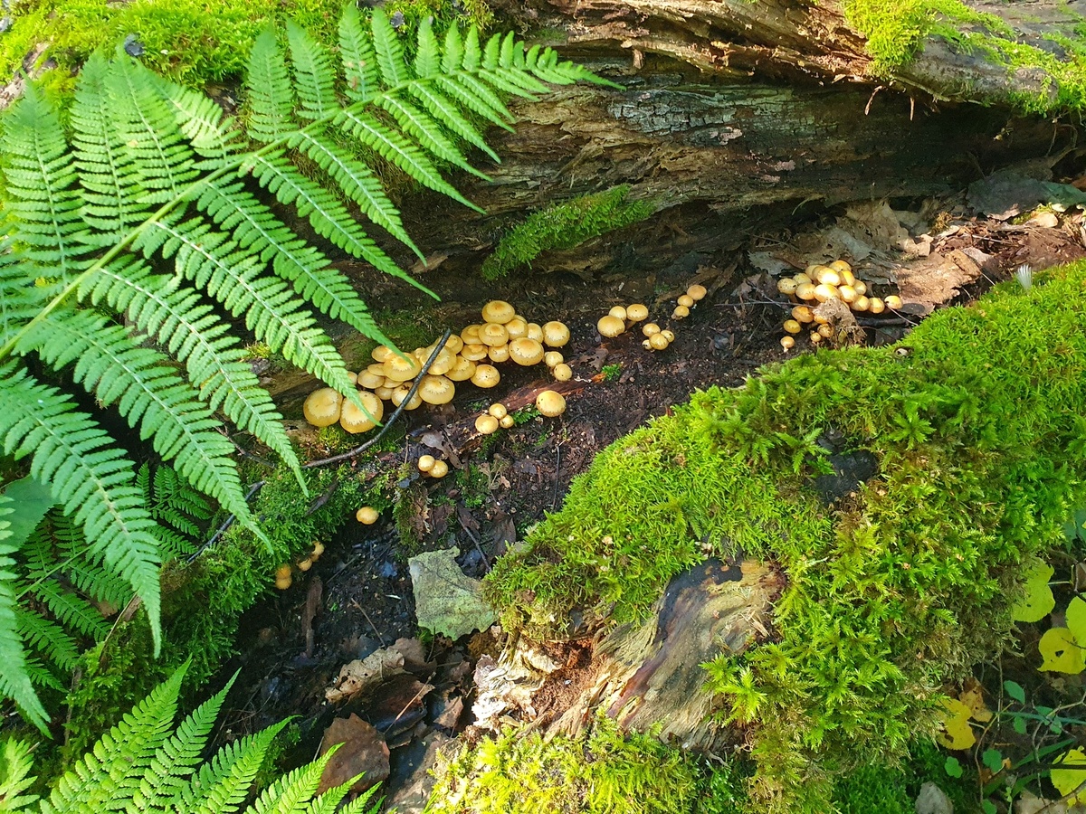 Опёнок летний (Kuehneromyces mutabilis)