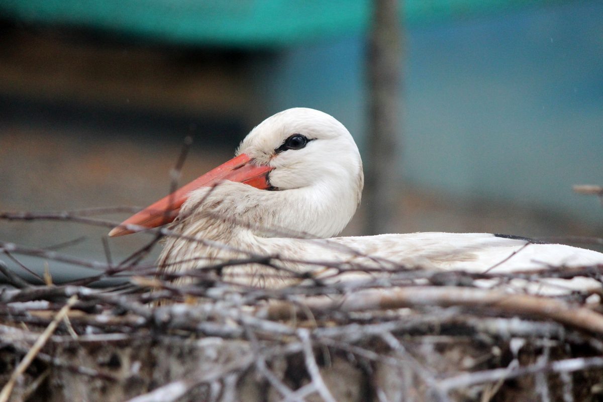    Если увидеть аиста в небе, это сулит большие перемены к лучшему