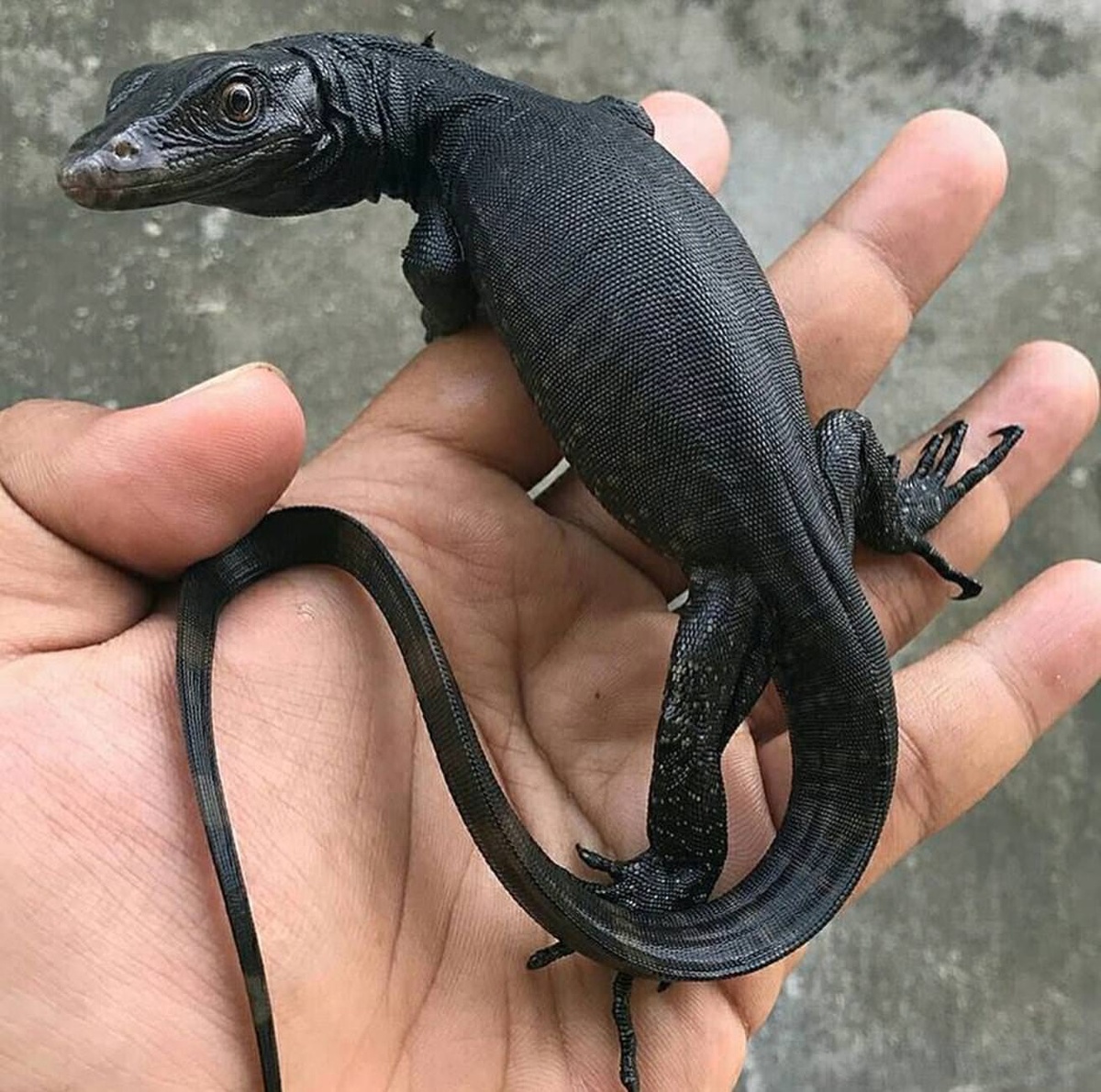 Взгляд, проникающий в самую душу. Это не просто ящерица, а настоящий интеллектуал.