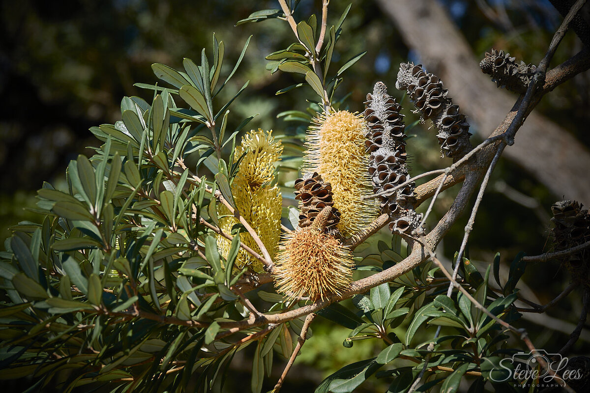 Banksia vincentia