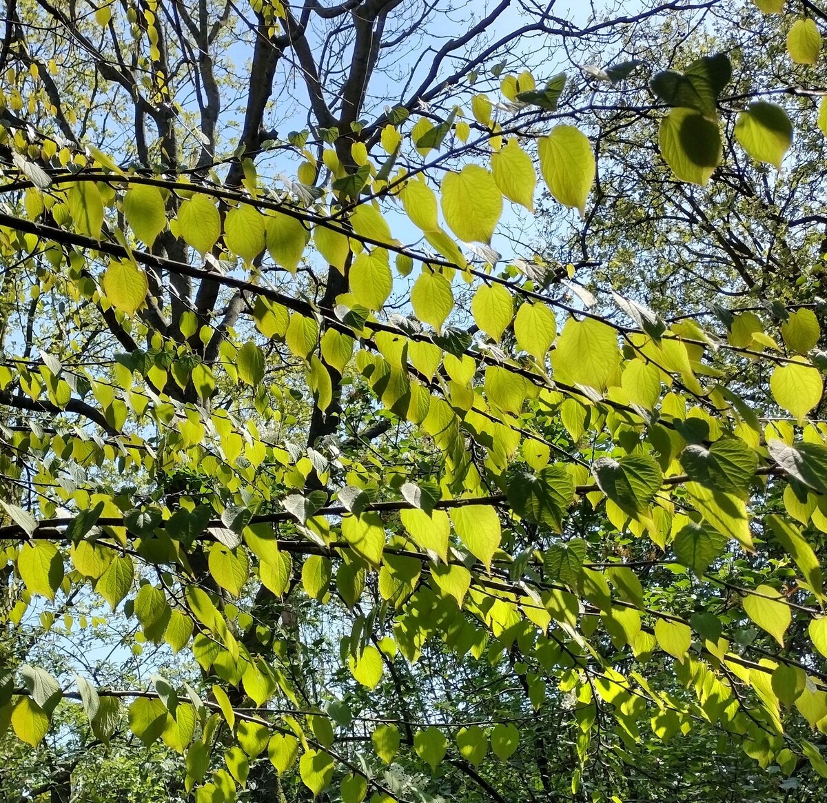 Tetracentron sinense