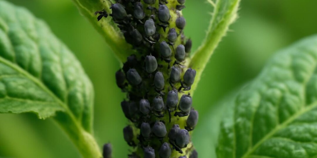 Борьба с тлёй осенью: советы агронома для предотвращения размножения вредителей