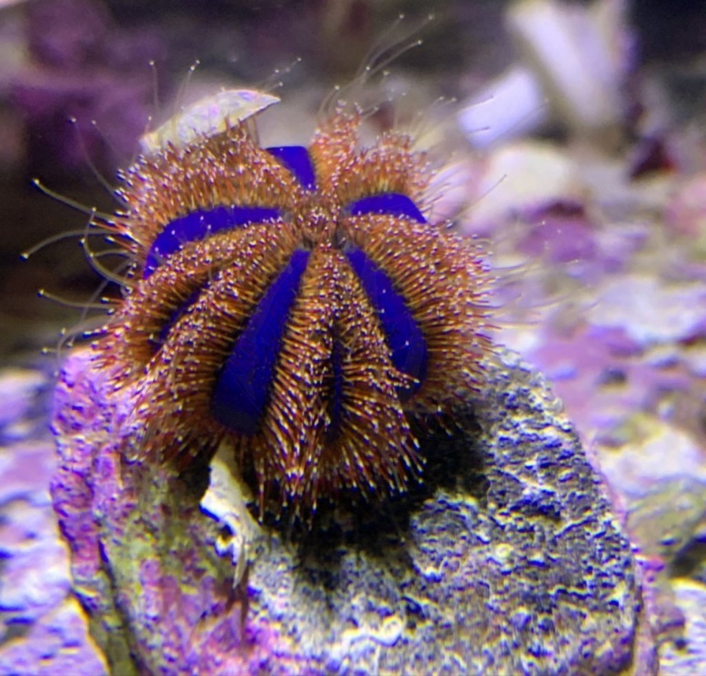 Посмотрите на этого красавца! Думаете, это просто колючка? Нет, это сердце вашего будущего рифа.