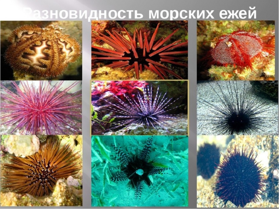 От длинноиглых "сателлитов" до бархатных "арбузиков" — мир морских ежей невероятно разнообразен.