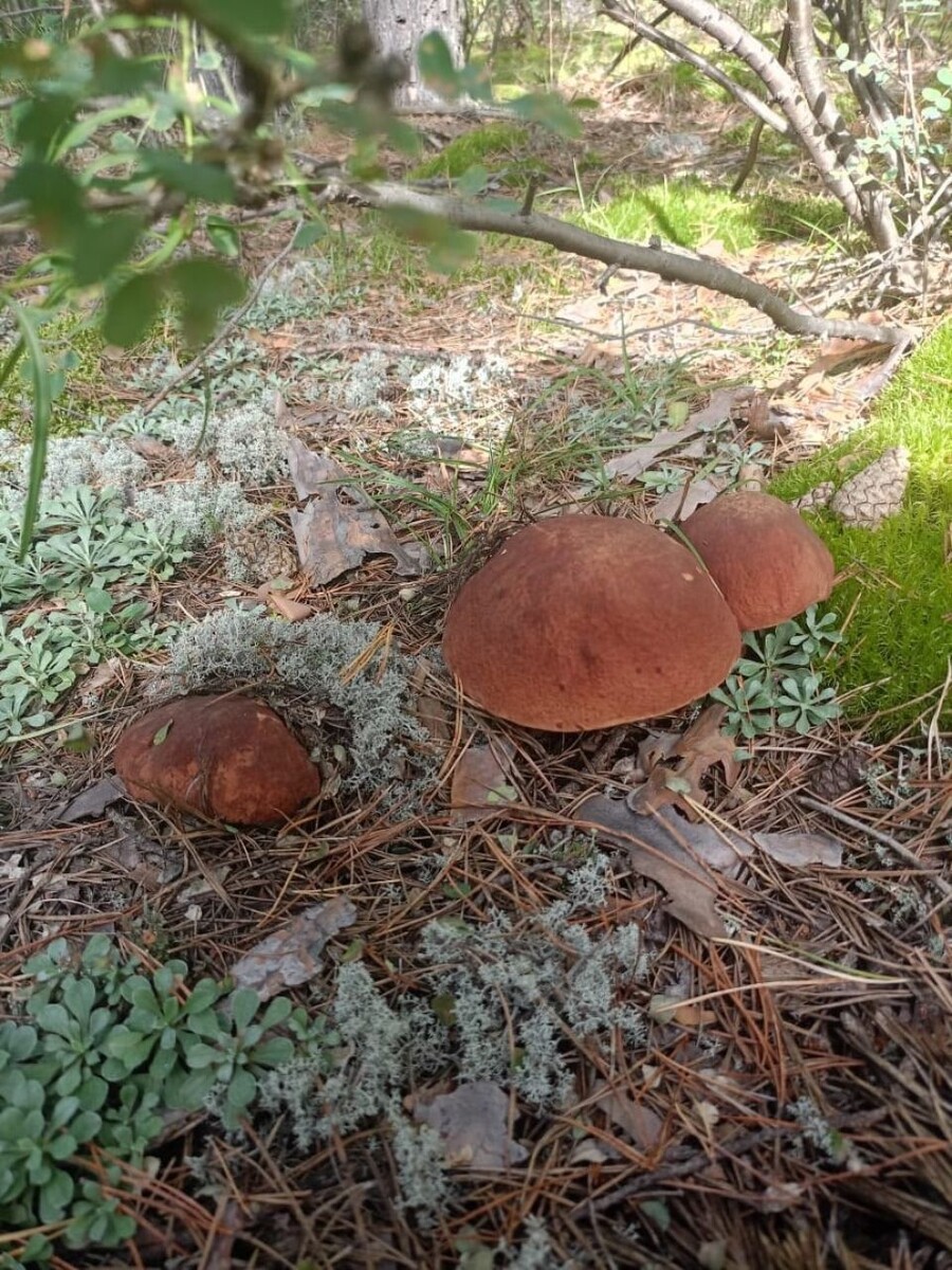    В алтайских лесах активно собирают урожай разных грибов. Источник: Грибы и Грибники Алтайского края / Vk.com